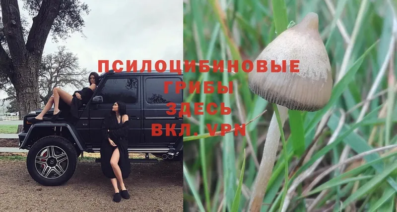 МЕГА ссылки  Уфа  Псилоцибиновые грибы Psilocybe 